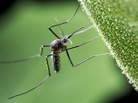 5 Reasons Why Professional Mosquito Control Is Worth the Investment